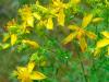 What diseases does St. John's wort help with?