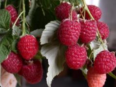 យៈសាពូនមី raspberry លឿង raspberries លឿង អ្វីដែលអាចត្រូវបានរៀបចំ