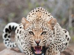 What does a leopard mean in a dream with interpretation from dream books