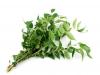 Curry leaves - the secret ingredient of Indian dishes