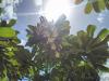 Φυτό Φραγκιπάνι.  Plumeria - frangipani.  Μεγαλώνοντας στο σπίτι.  Επιλογή τοποθεσίας και θερμοκρασία