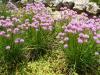 Chives - description with photo of chive;  its cultivation (planting and care) and beneficial properties;  use in cooking and treatment;  recipes