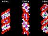 Physical and chemical properties of DNA Relaxed and supercoiled DNA