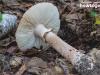Kërpudha agarike me miza ushqimore: llojet dhe fotot e tyre