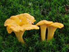Что означает во сне видеть грибы