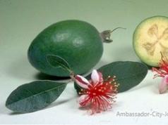 Feijoa fruit: photo, description, how to choose and how to eat, delicious recipes What the feijoa plant looks like