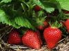 Why dream of picking strawberries from the garden: interpretation of the dream book