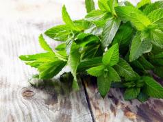 Peppermint syrup: main use and recipe for making it at home Peppermint syrup from dry mint