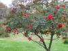 Rowan tree: descripción y foto