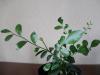 Echeveria - ինչպես աճեցնել քարե վարդ