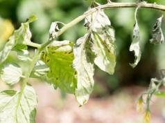 Mancha foliar marrón y su tratamiento.